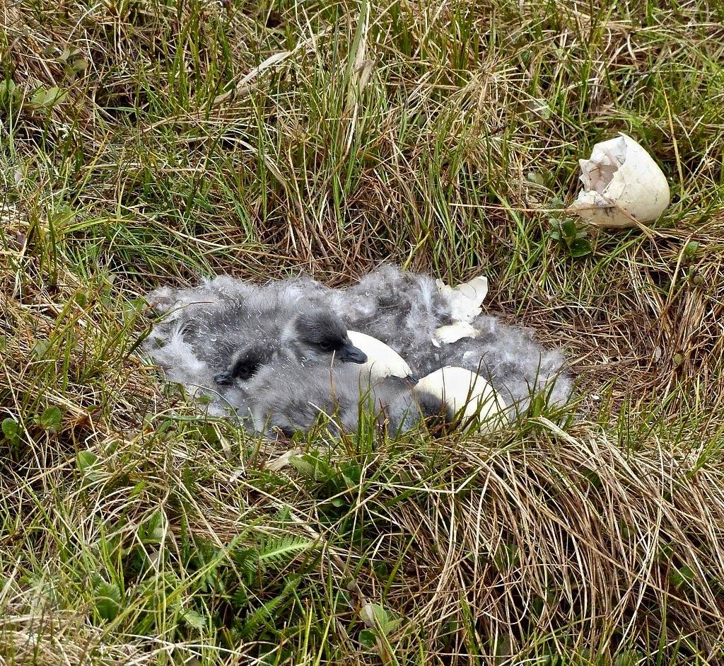 Brant nest hatching by Christine Sowl/USFWSAlaska is licensed under CC BY-NC-ND 2.0